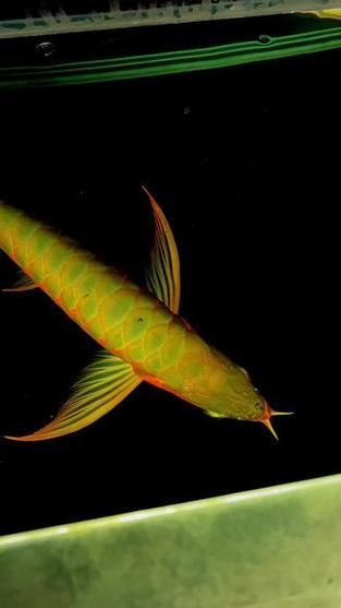綠底紅龍魚的價格是多少？