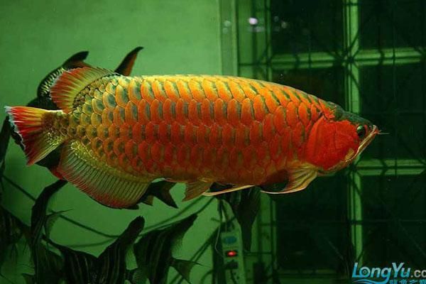 綠底紅龍魚的價格是多少？