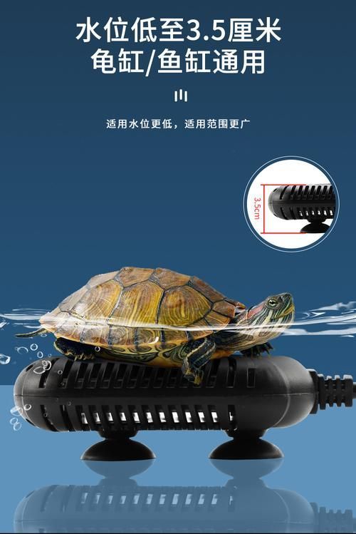 如何安全地家庭飼養鱉