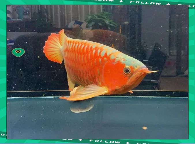 龍魚買回來15天不吃，龍魚15天不吃食會餓死嗎