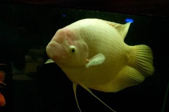 招財魚的最佳飼養方法是什么，招財魚招財魚的最佳飼養方法是什么招財魚的最佳飼養方法是什么