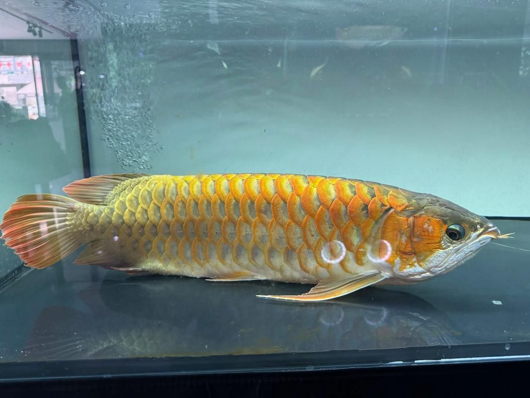 呼瑪龍魚是什么魚？，呼瑪龍魚是什么？