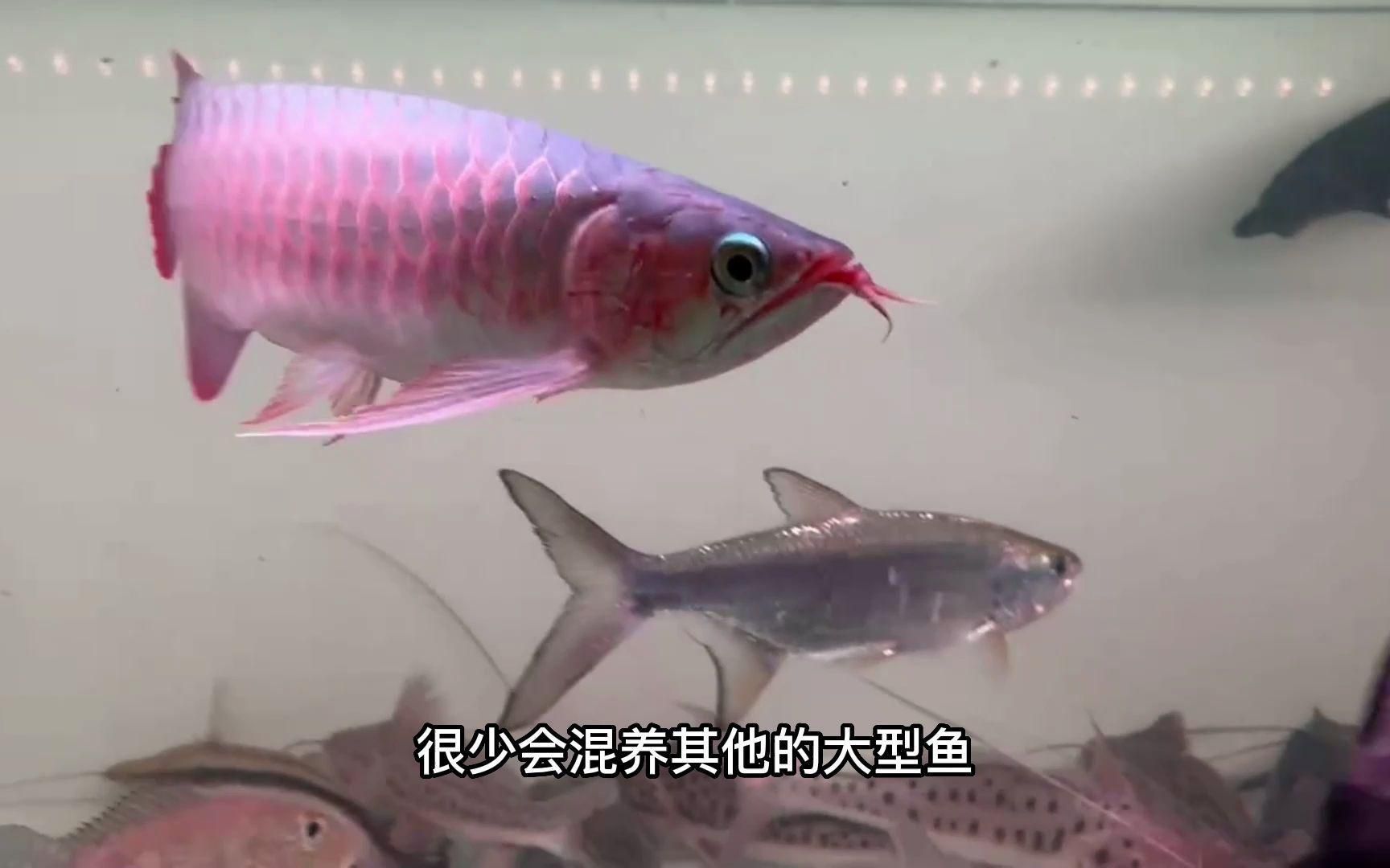 哪些魚與龍魚混養最佳？，與龍魚混養的注意事項