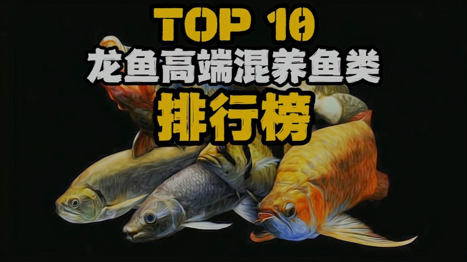 有哪些魚與龍魚共生關系良好？，龍魚與多種魚類共生關系
