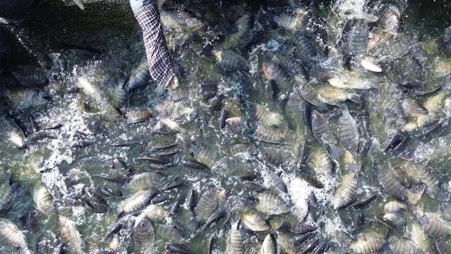 茂南龍魚的市場(chǎng)價(jià)格是多少？，茂南龍魚市場(chǎng)價(jià)格是多少茂南龍魚市場(chǎng)價(jià)格是多少