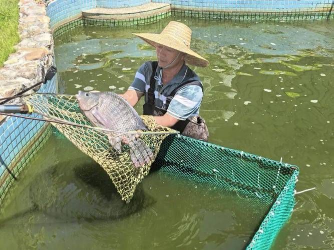 茂南龍魚的市場(chǎng)價(jià)格是多少？，茂南龍魚市場(chǎng)價(jià)格是多少茂南龍魚市場(chǎng)價(jià)格是多少