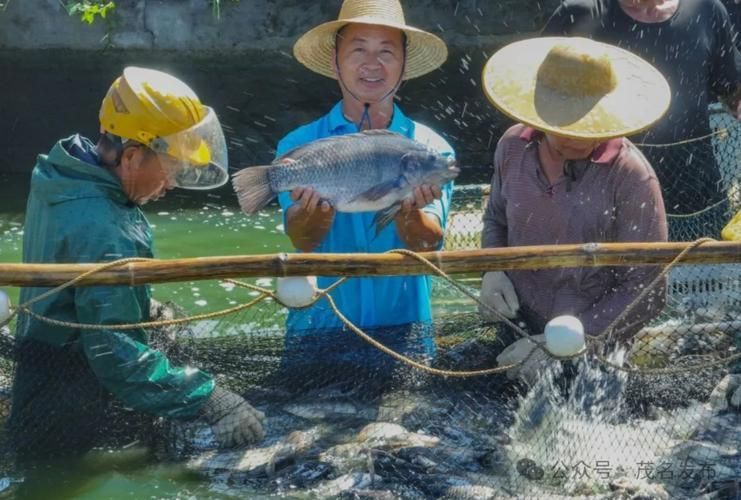 茂南龍魚的市場(chǎng)價(jià)格是多少？，茂南龍魚市場(chǎng)價(jià)格是多少茂南龍魚市場(chǎng)價(jià)格是多少