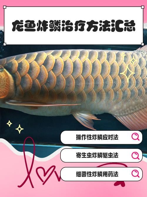 金龍魚常見病圖片大全，如何預防金龍魚常見病？