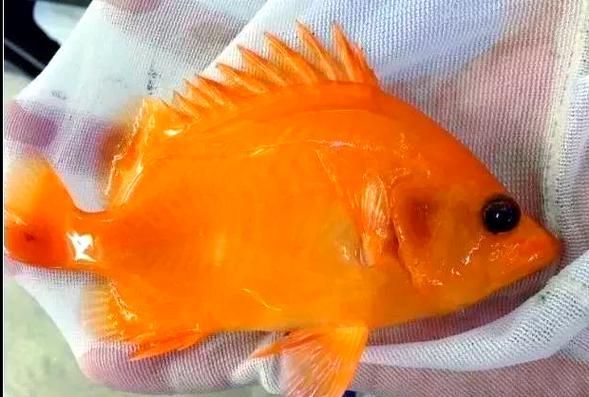 給我推薦幾款白色突變系虎斑恐龍魚，如何鑒別白色突變系虎斑恐龍魚