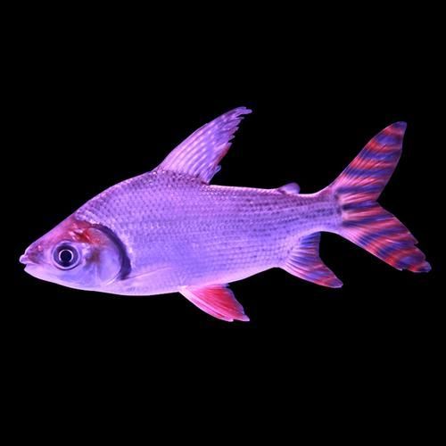 龍魚和泰國鯽的混養案例分享，龍魚與泰國鯽混養案例分享
