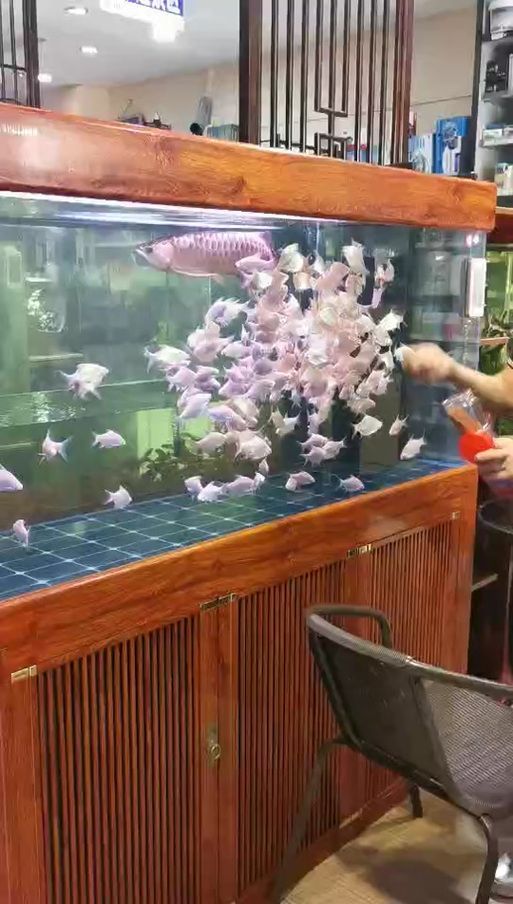 龍魚和泰國鯽的混養案例分享，龍魚與泰國鯽混養案例分享