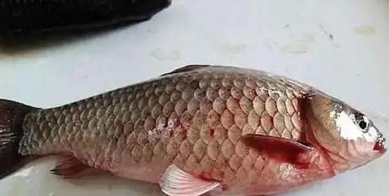 如何判斷魚類是否因疫病死亡