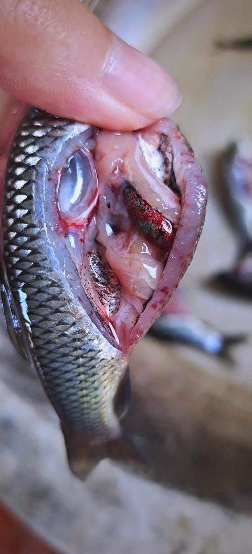 如何判斷魚類是否因疫病死亡