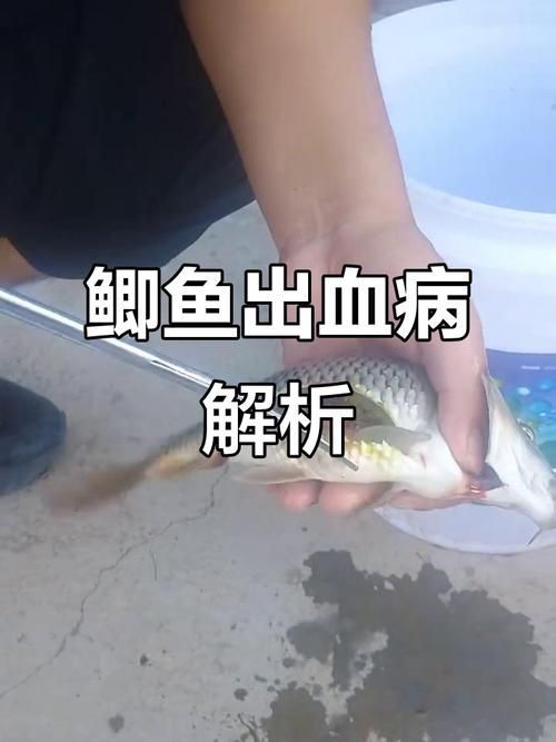 如何判斷魚類是否因疫病死亡
