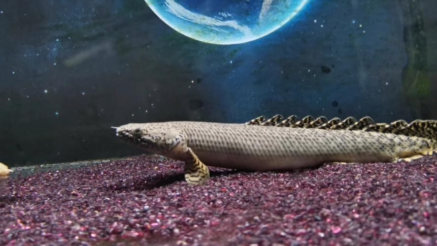 還有哪些恐龍魚品種性價比高，恐龍魚性價比如何