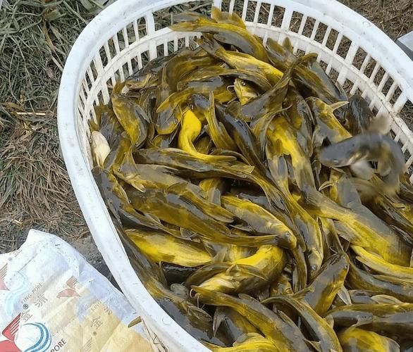 十大暴利淡水魚，十大暴利淡水魚市場中的十大暴利淡水魚市場中的十大利潤