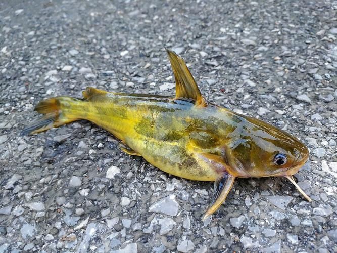 十大暴利淡水魚，十大暴利淡水魚市場中的十大暴利淡水魚市場中的十大利潤