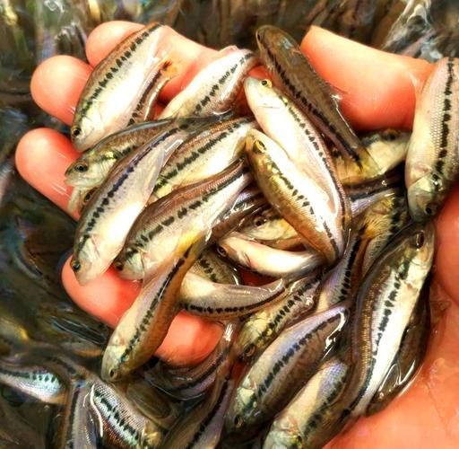 十大暴利淡水魚，十大暴利淡水魚市場中的十大暴利淡水魚市場中的十大利潤