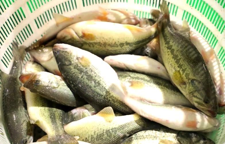 十大暴利淡水魚，十大暴利淡水魚市場中的十大暴利淡水魚市場中的十大利潤