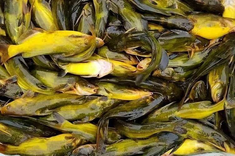 十大暴利淡水魚，十大暴利淡水魚市場中的十大暴利淡水魚市場中的十大利潤