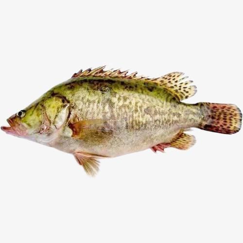 十大暴利淡水魚，十大暴利淡水魚市場中的十大暴利淡水魚市場中的十大利潤
