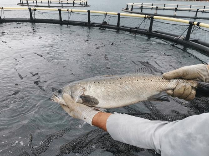 十大暴利淡水魚，十大暴利淡水魚市場中的十大暴利淡水魚市場中的十大利潤