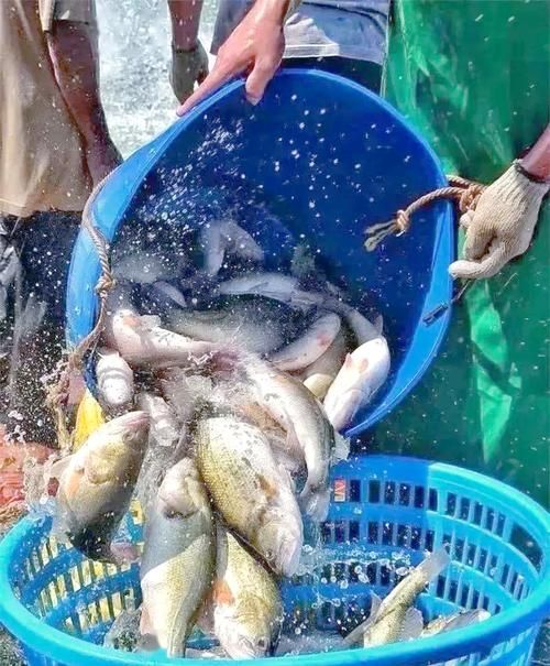 十大暴利淡水魚，十大暴利淡水魚市場中的十大暴利淡水魚市場中的十大利潤