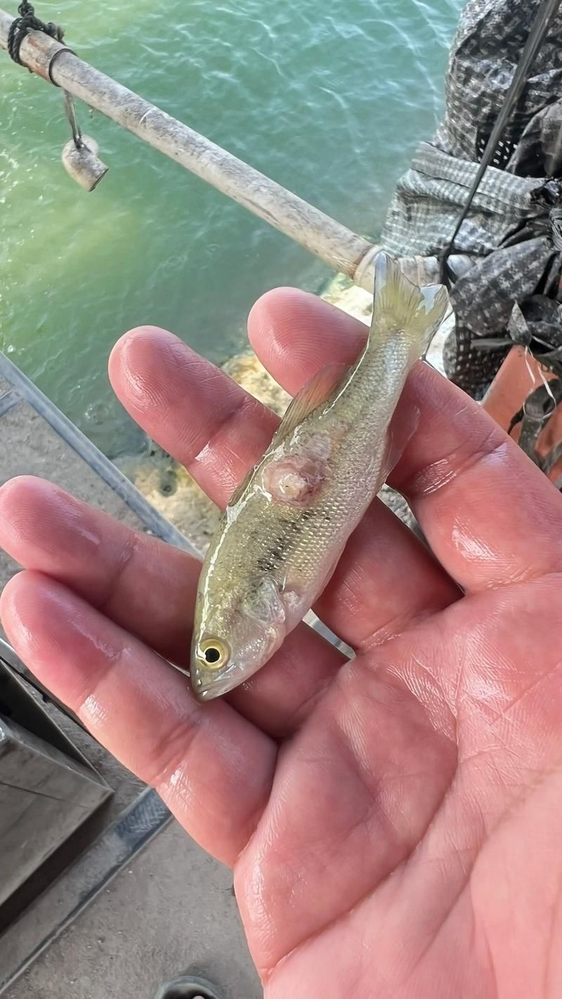 十大暴利淡水魚，十大暴利淡水魚市場中的十大暴利淡水魚市場中的十大利潤
