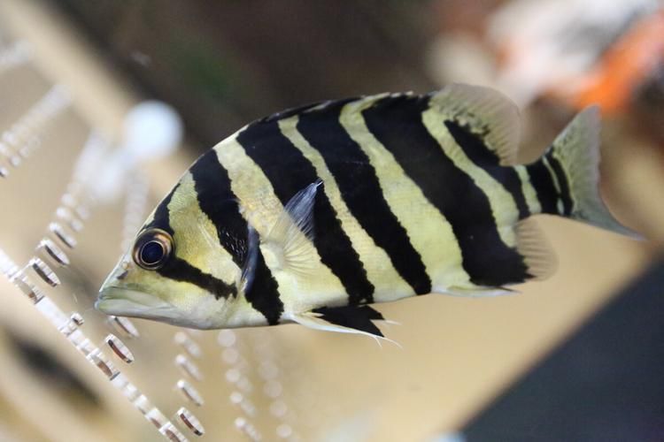 赤焰中國虎魚有哪些獨(dú)特特征？，“赤焰中國虎魚”并非正式學(xué)名赤焰中國虎魚并非正式學(xué)名