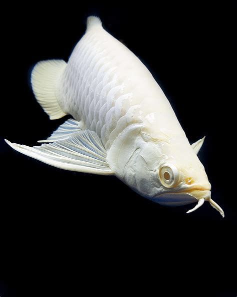龍魚白白的圖片高清大圖，龍魚白白圖片高清大圖