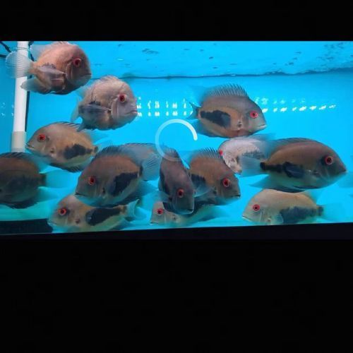 哪里可以購買到黑云魚？，黑云魚飼養注意事項清單