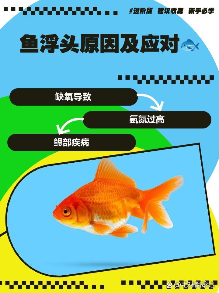 魚浮頭會不會都死掉，毛球翻滾記