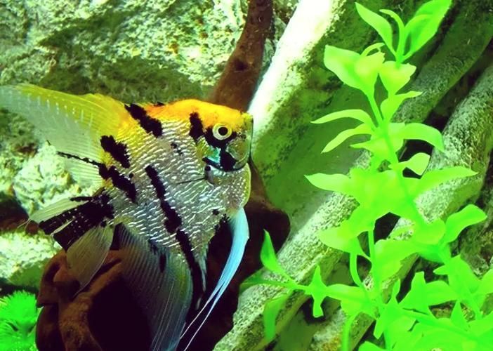 如何緩解魚趴缸癥狀，如何緩解魚趴缸10l水加2ml亞甲基藍，避光浸泡2小時