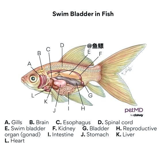 如何緩解魚趴缸癥狀，如何緩解魚趴缸10l水加2ml亞甲基藍，避光浸泡2小時