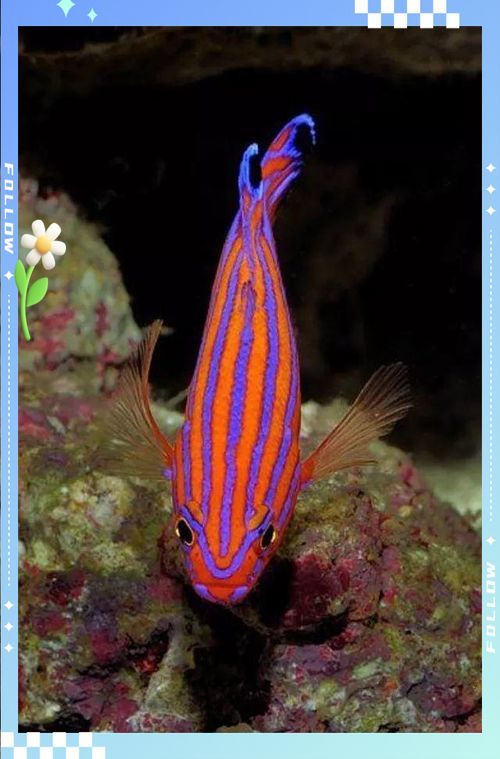 能提供更多紅龍魚的拍賣記錄嗎？，2020年紅龍魚拍賣記錄，價格走勢如何，紅龍魚市場價格走勢如何