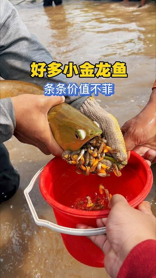 給我一些小金龍魚的圖片，小金龍魚的飼養方式