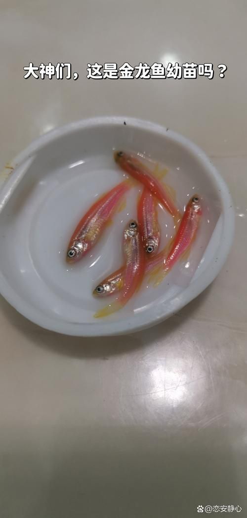 如何挑選健康的金龍魚幼苗，如何挑選健康的金龍魚幼苗思考完成,用戶要求詳解