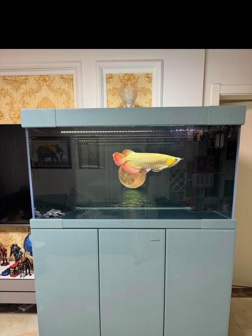 彩鰈、久鼎等品牌魚缸的價格范圍是多少？，彩鰈,久鼎等品牌魚缸的價格范圍是多少？