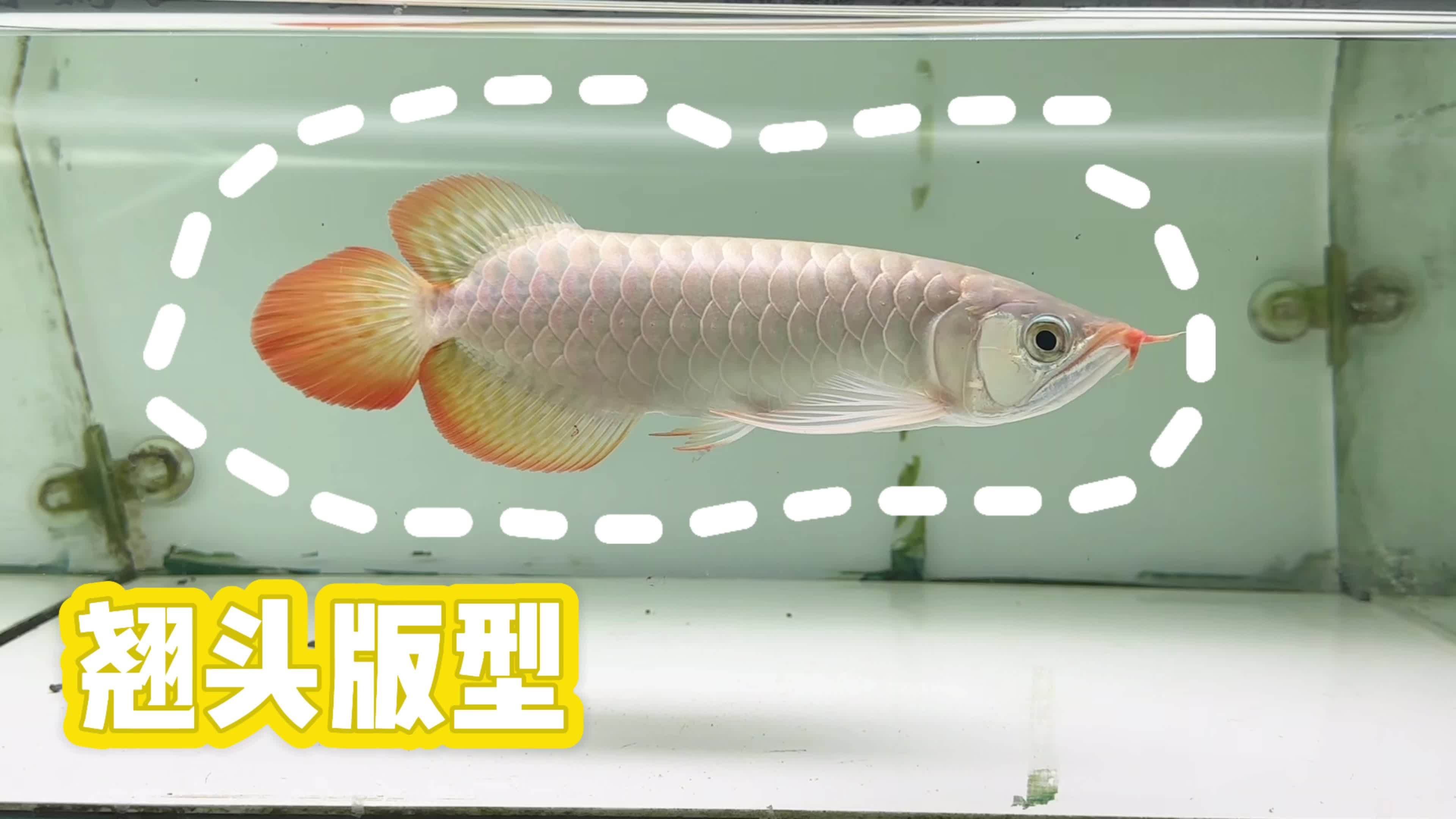 如何判斷紅龍的血統是否純正，判斷紅龍的血統是否純正是寵物愛好者和收藏家們經常面臨的問題