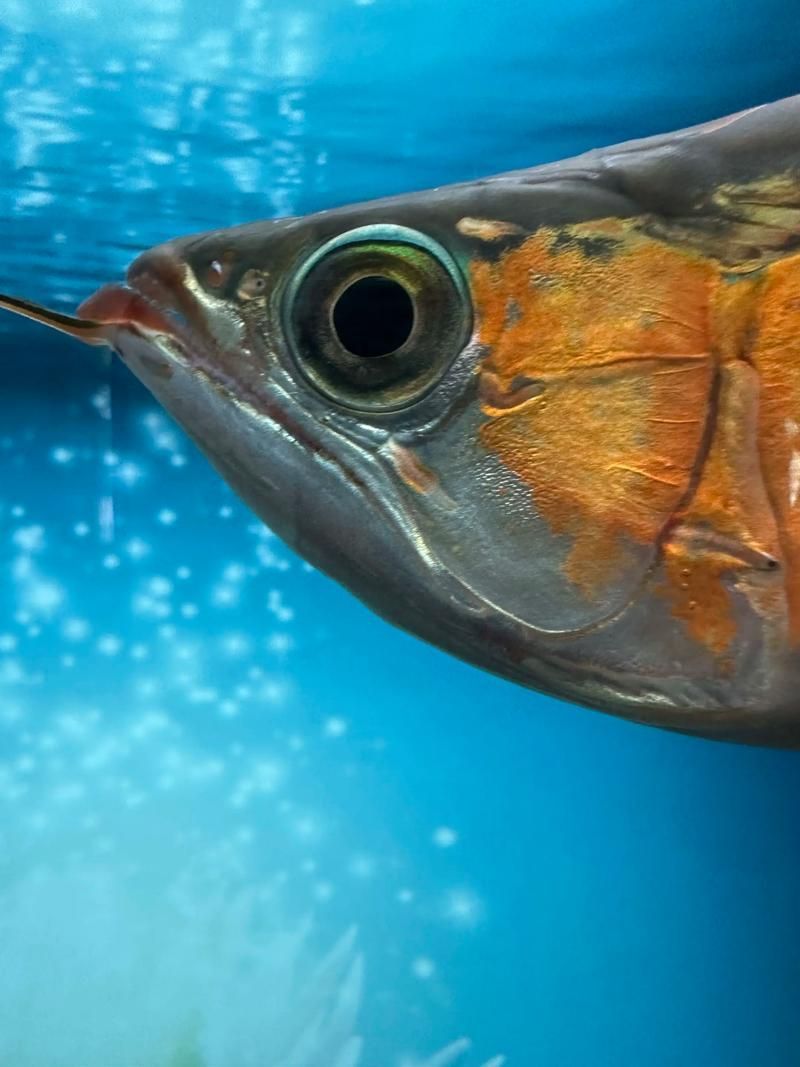 如何判斷紅龍魚是否眼睛凹陷？