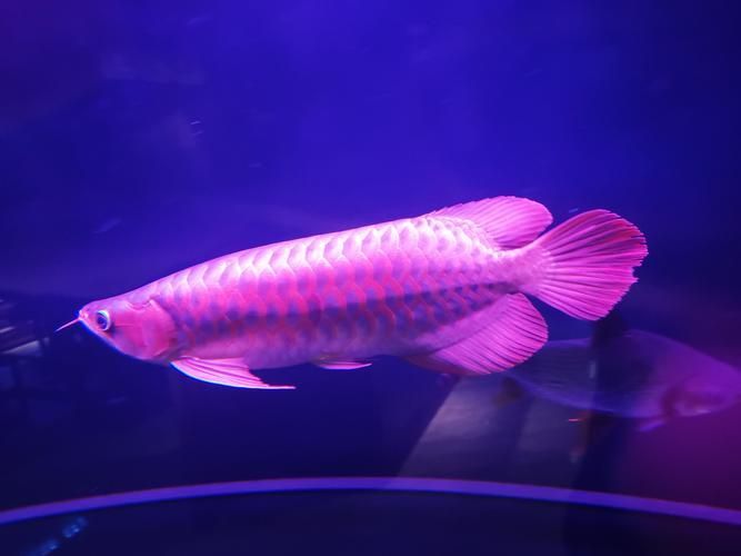 如何鑒別真假紫色金龍魚？