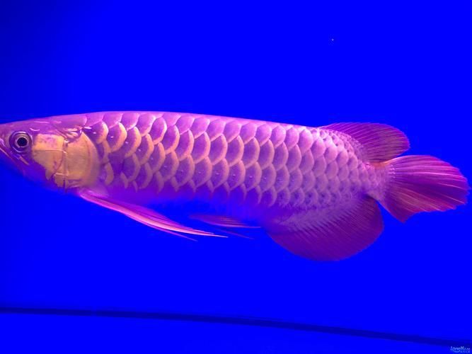 如何鑒別真假紫色金龍魚？