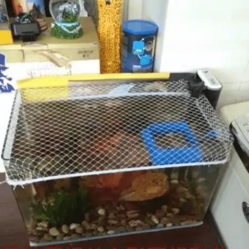 貓和魚共養(yǎng)需要多長時間適應(yīng)，貓、魚共養(yǎng)的適應(yīng)周期