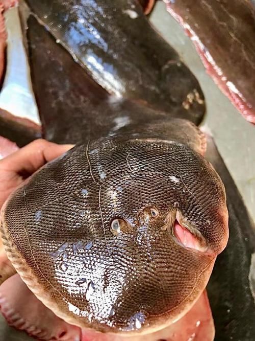 陵水龍魚和龍利魚有什么區(qū)別？，“陵水龍魚”和“龍利魚”有什么區(qū)別？