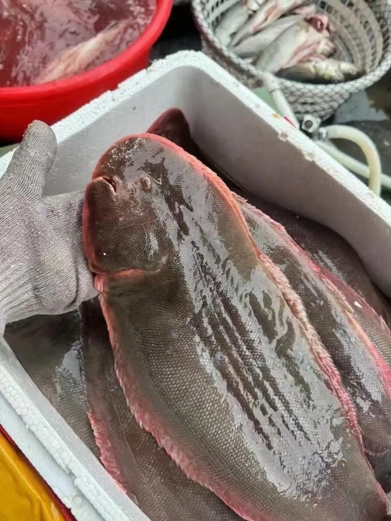 陵水龍魚和龍利魚有什么區別？，“陵水龍魚”和“龍利魚”有什么區別？