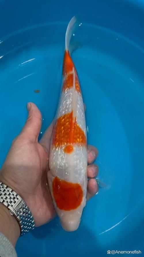 如何選擇一條合適的龍魚或錦鯉？，如何挑選一條合適的龍魚？