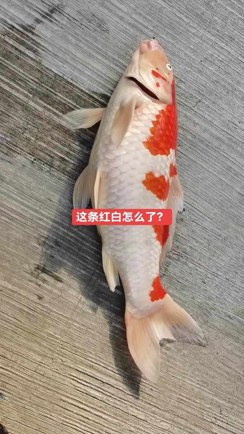 如何選擇一條合適的龍魚或錦鯉？，如何挑選一條合適的龍魚？