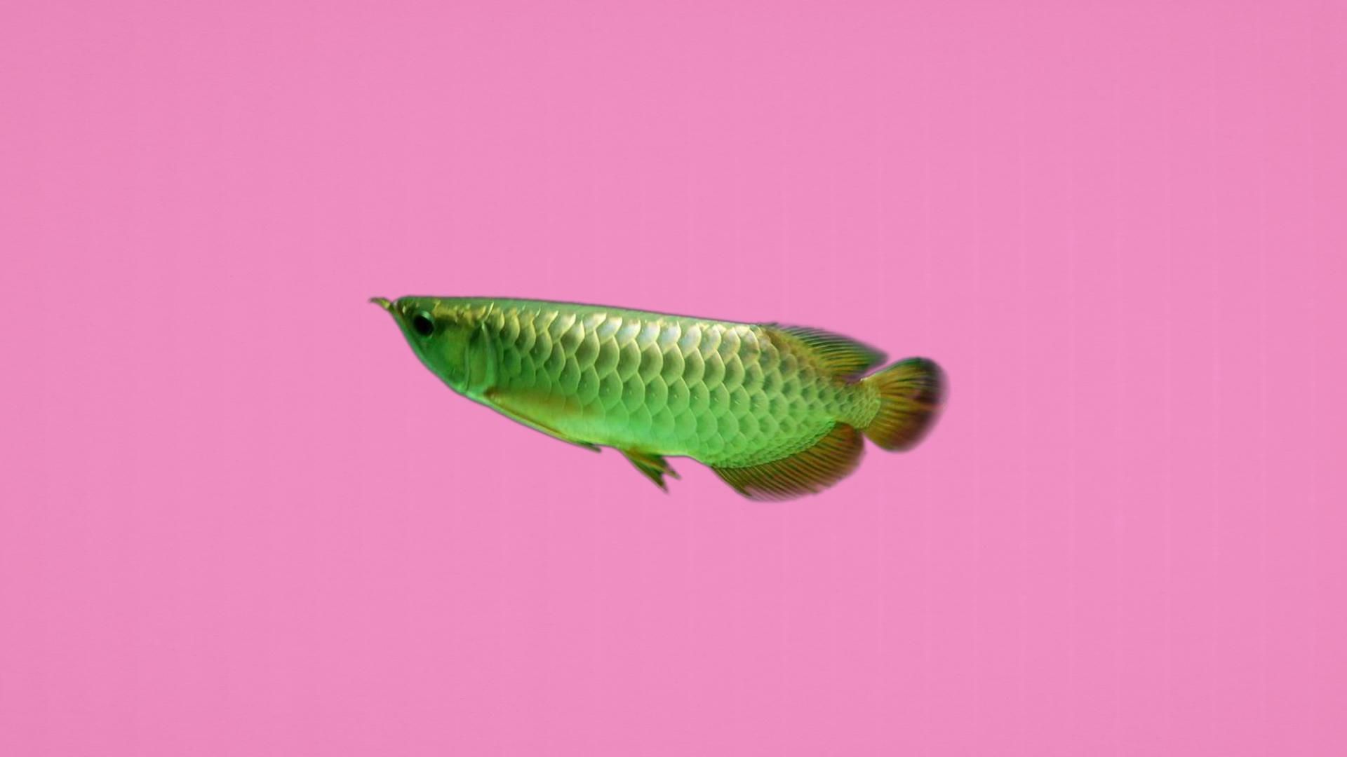 金頭過背金龍魚成年后有多大，金頭過背金龍魚體長可達1米以上體重2至4公斤