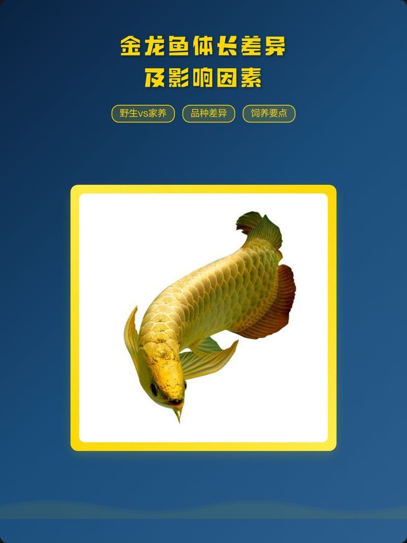 金頭過背金龍魚成年后有多大，金頭過背金龍魚體長可達1米以上體重2至4公斤