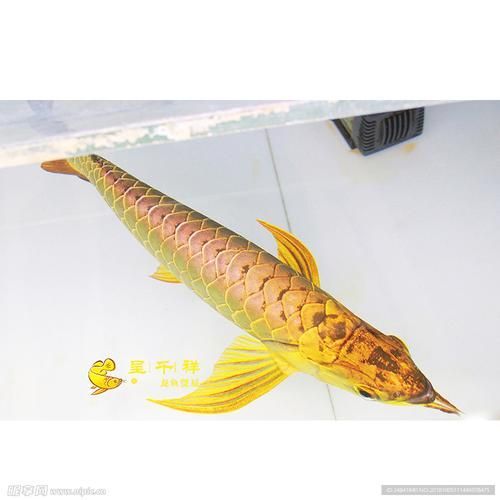 呈千祥龍魚漁場有哪些特色服務？，千祥龍魚漁場有哪些特色服務？